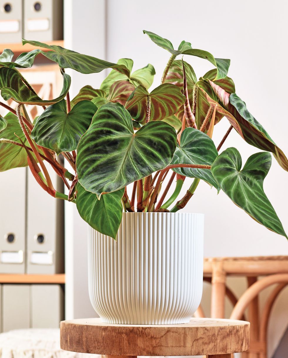 air purifying houseplants philodendron