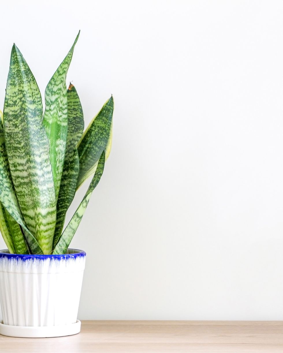 air purifying houseplants snake plant