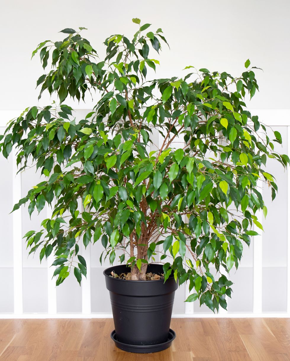air purifying houseplants weeping fig tree