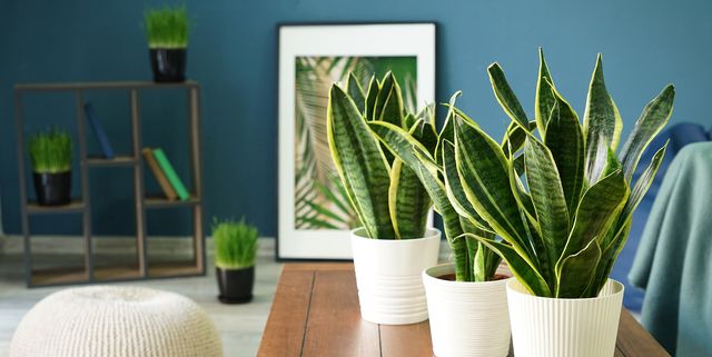 Air-Purifying Indoor Plants, Best Plants To Clean The Air