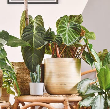 air purifying plants air purifying plants