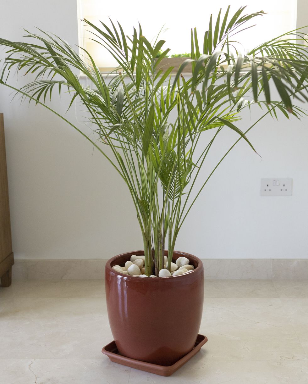 air purifying houseplants bamboo palm