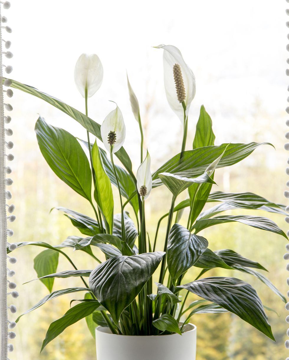 air puryfing houseplants peace lily