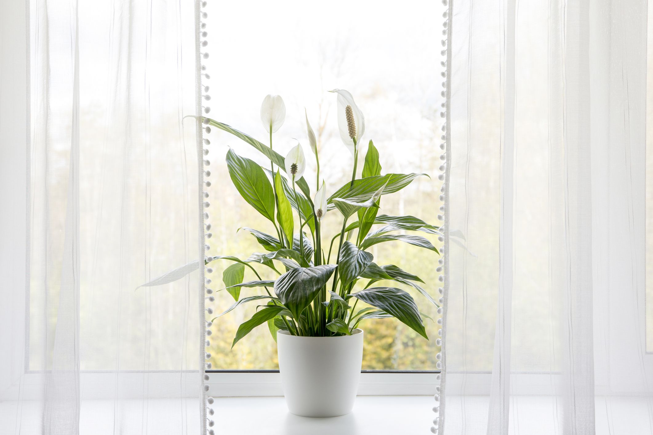 Image of Peace Lily tall container plant for shade