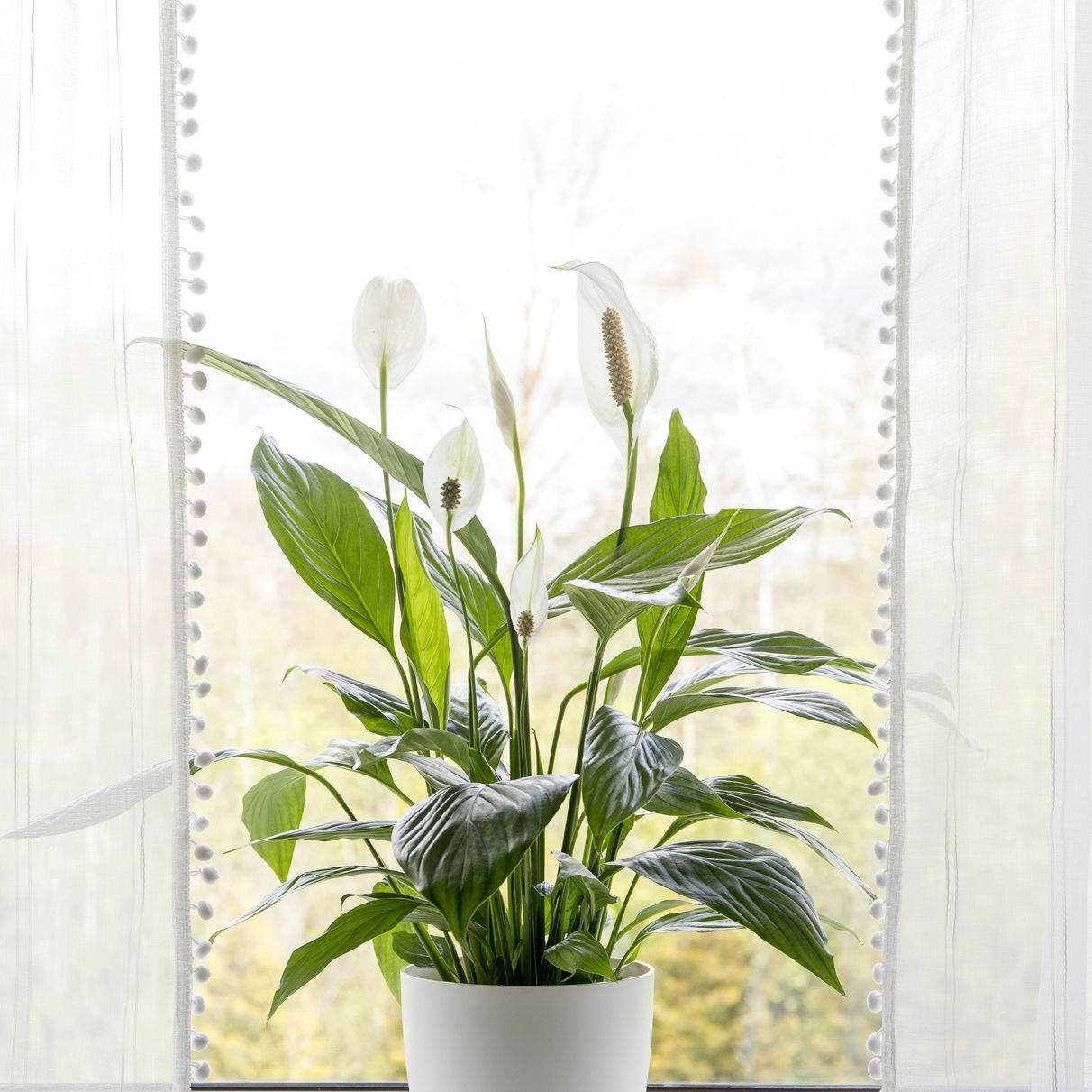 peace lily in water vase