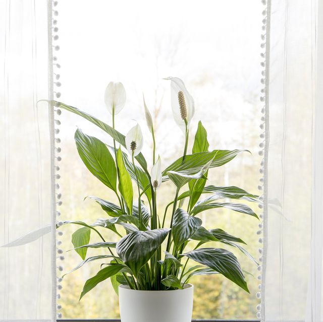 https://hips.hearstapps.com/hmg-prod/images/air-puryfing-house-plants-in-home-concept-royalty-free-image-1681325935.jpg?crop=0.571xw:0.858xh;0.205xw,0.142xh&resize=640:*