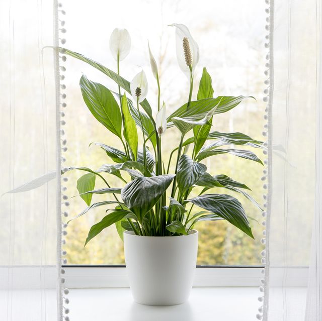 air puryfing house plants in home concept spathiphyllum are commonly known as spath or peace lilies growing in pot in home room and cleaning indoor air
