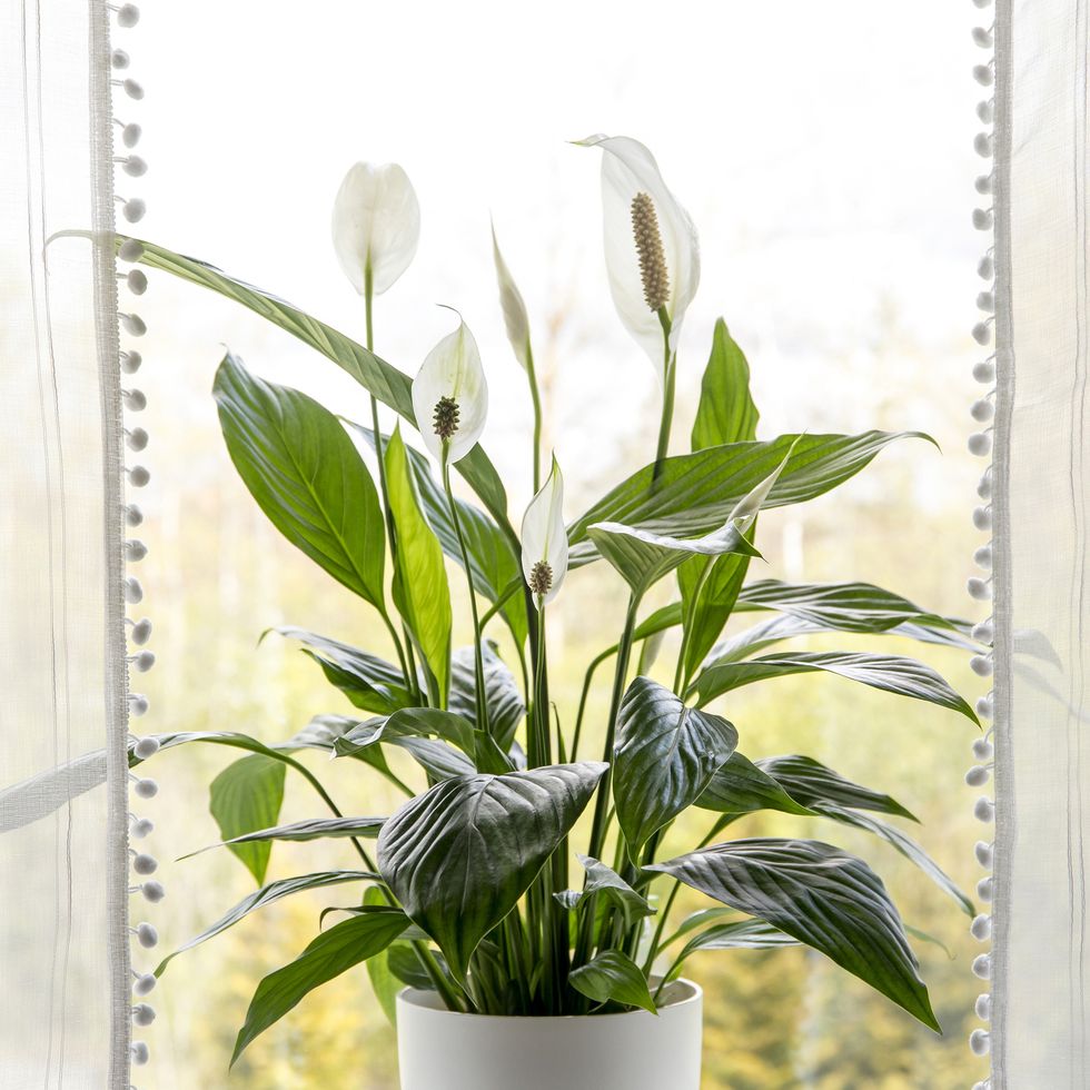 air purifying house plants in home concept spathiphyllum are commonly referred to as spath or peace lilies growing in a pot in a home room and cleaning indoor air