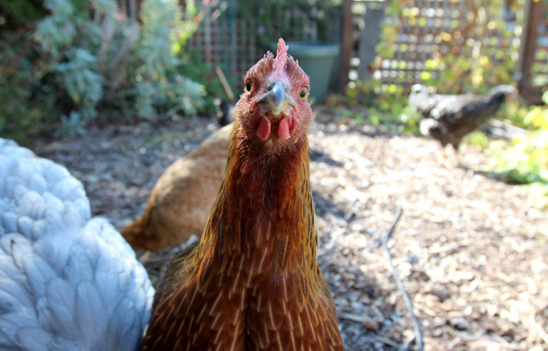 Chicken, Rooster, Bird, Fowl, Galliformes, Beak, Poultry, Phasianidae, Livestock, Adaptation, 