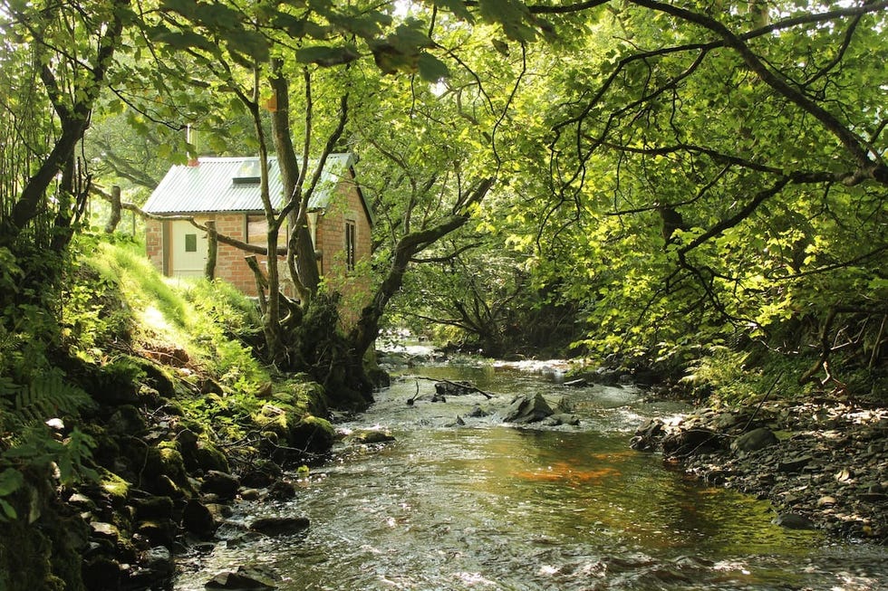 a river running through a forest
