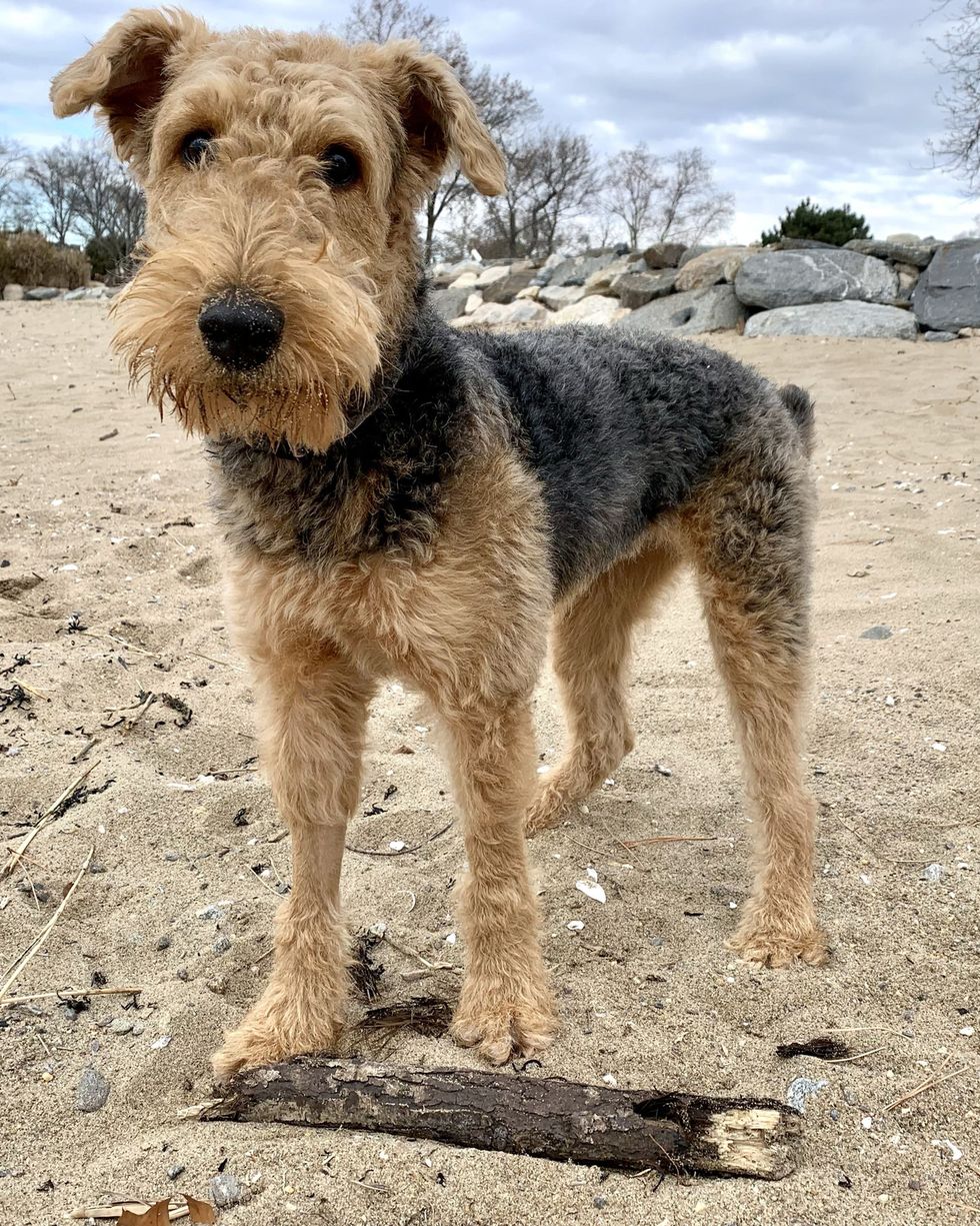 best large breed dogs airedale