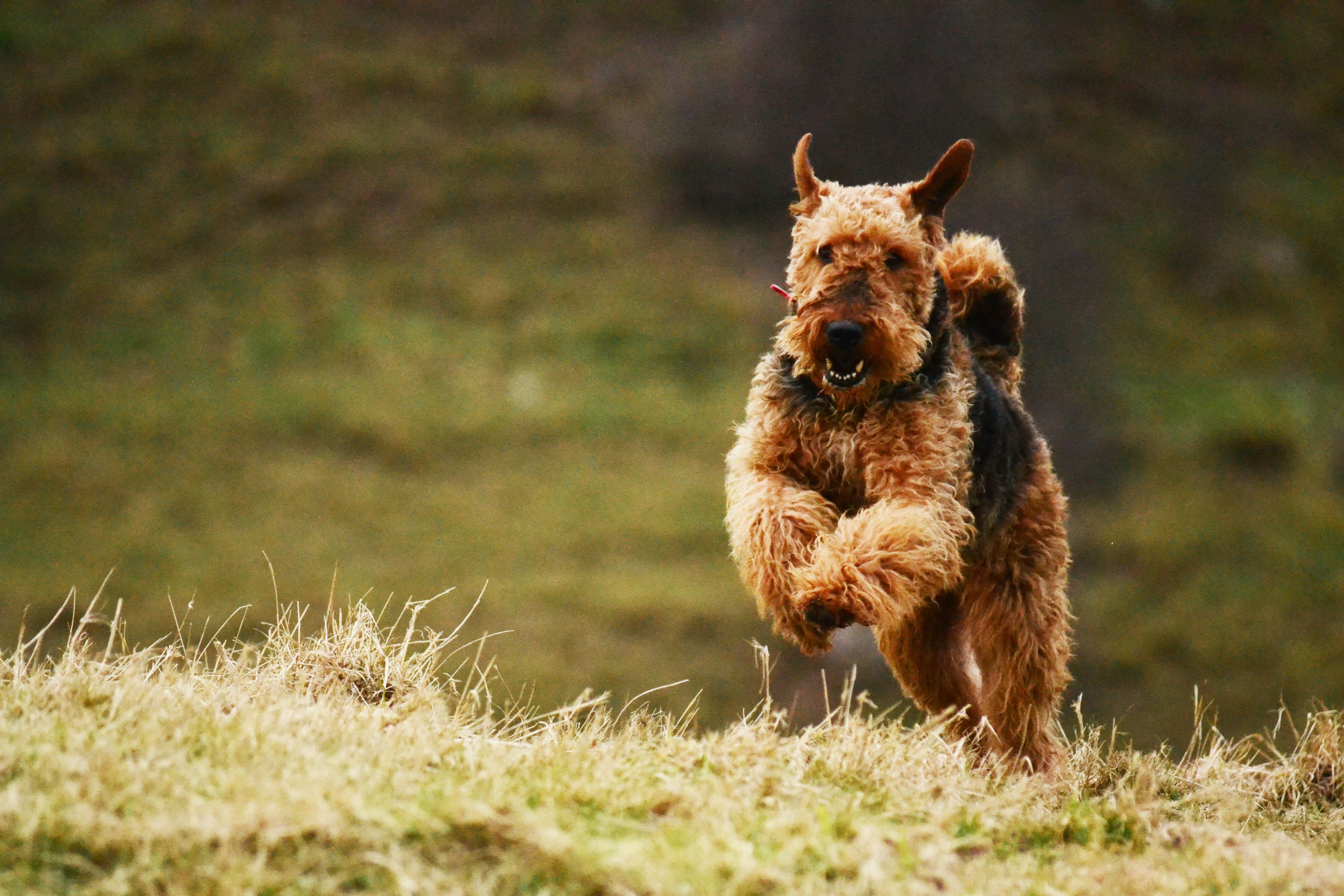 Airedale protection orders dog