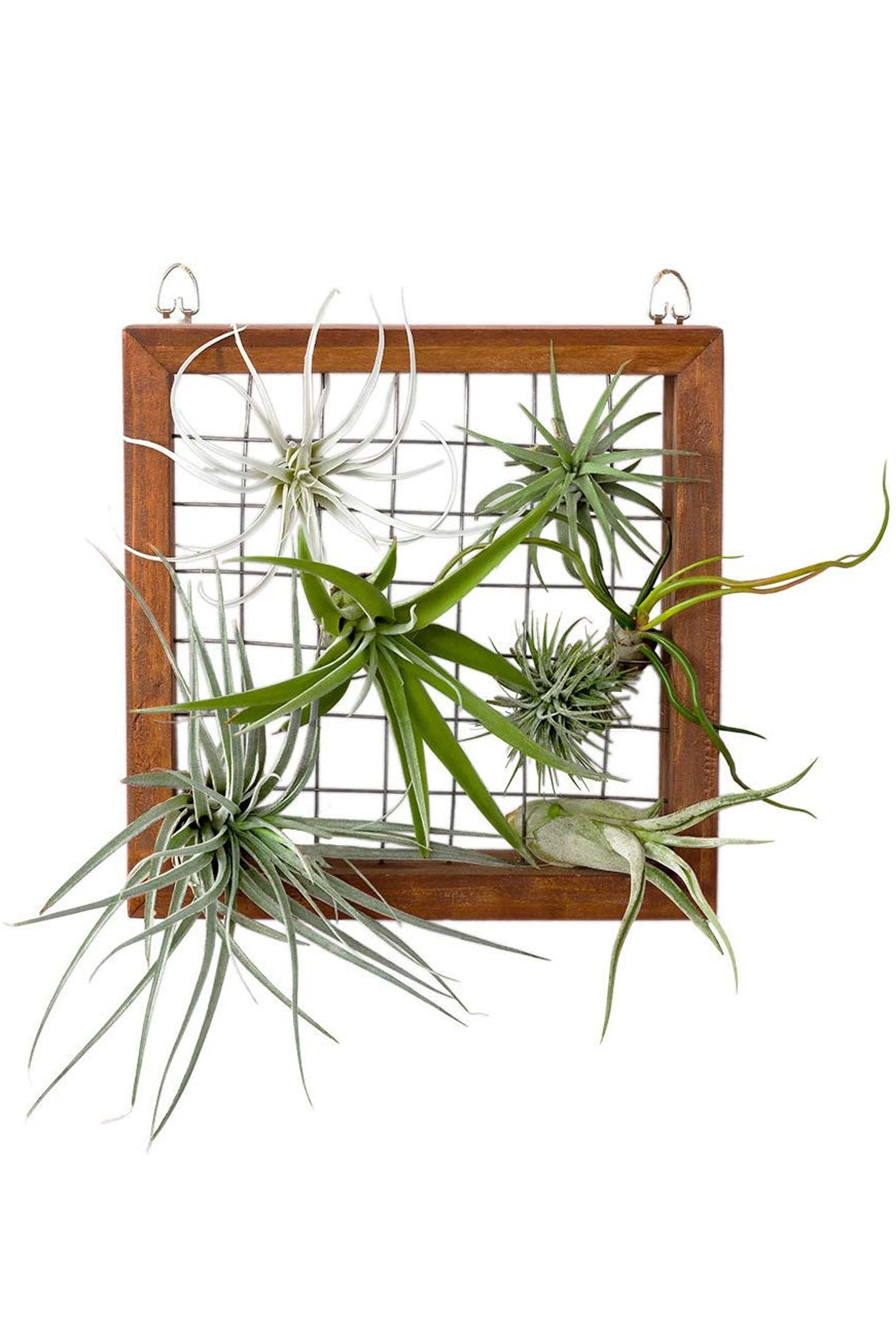 14 Creative Air Plant Display Ideas - Best Air Plants for Indoors
