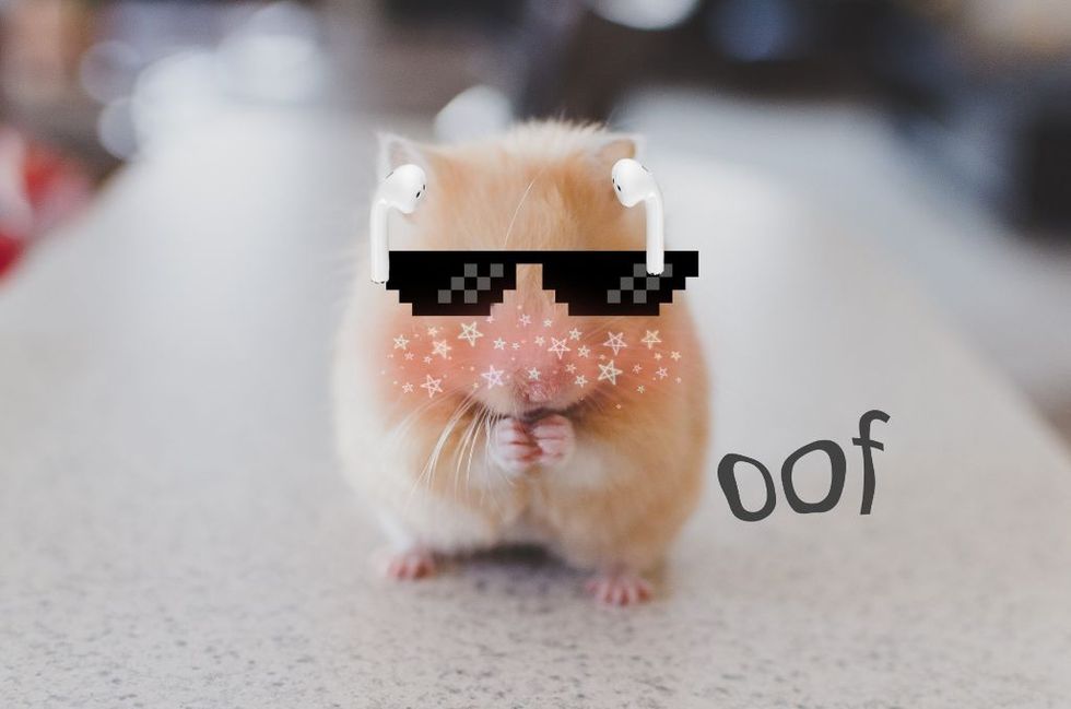Hamster, Guinea pig, Rodent, Snout, Whiskers, Muroidea, Fawn, Glasses, Comfort food, 