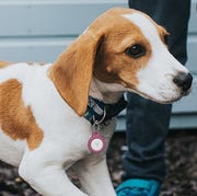 This is an image airtag key ring on dog collar