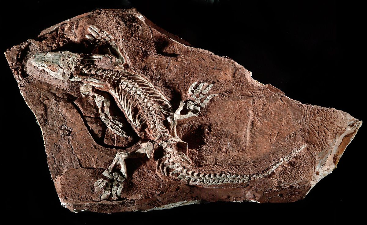 Dit verbazingwekkend complete fossiel van Orobates pabsti werd in Duitsland gevonden