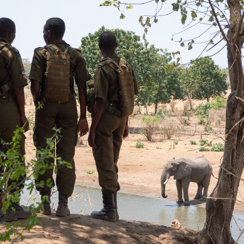 zimbabwe   akashinga rangers with elephant at watering hole kim butts
