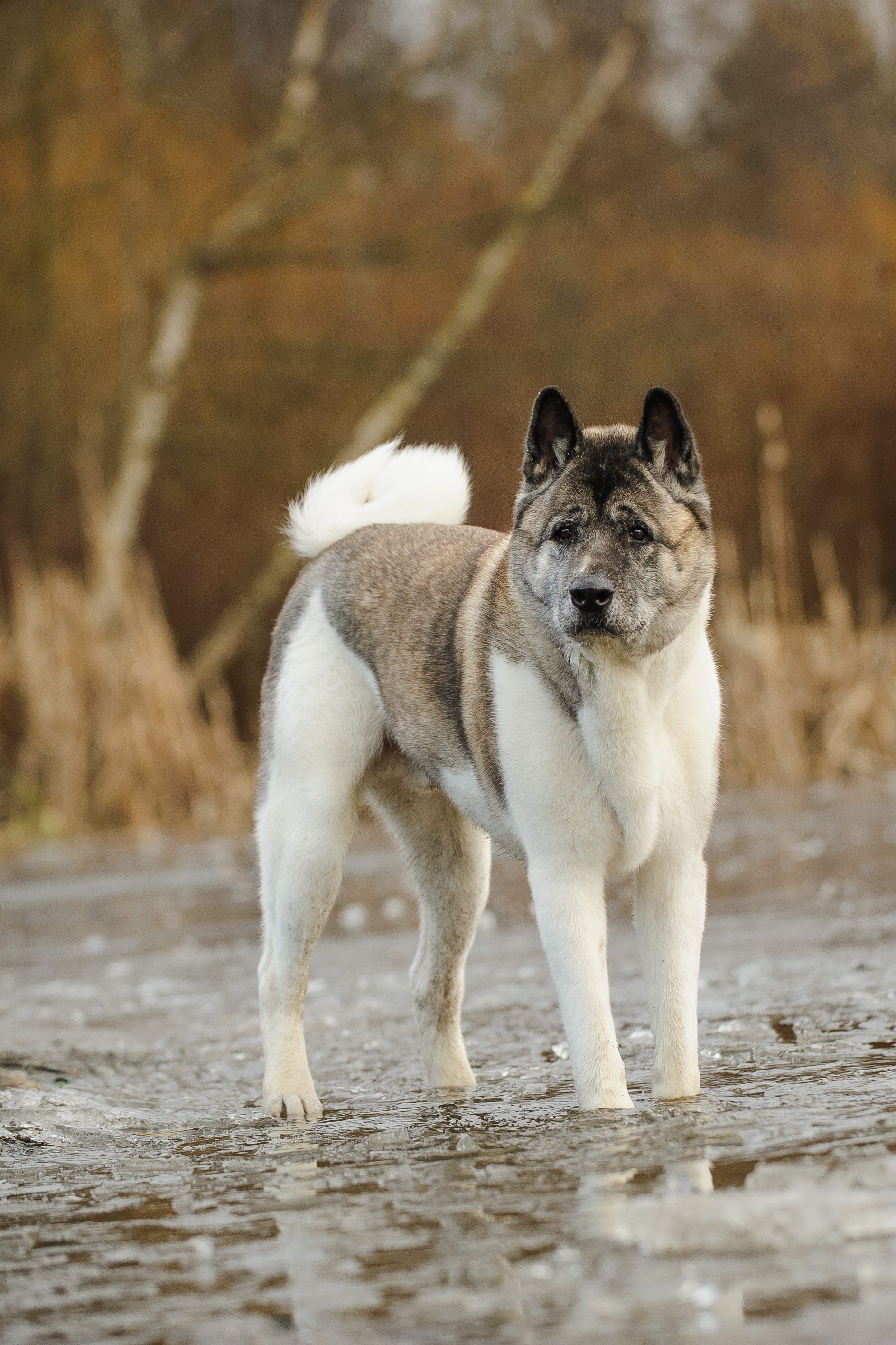 can dogs experience depression