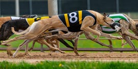 greyhounds, racing