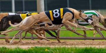 greyhounds, racing