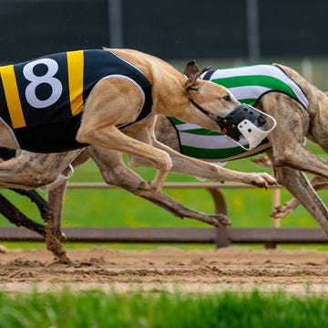 greyhounds, racing greyhounds, racing