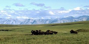Grassland, Pasture, Bovine, Herd, Natural landscape, Plain, Natural environment, Tundra, Steppe, Ecoregion, 