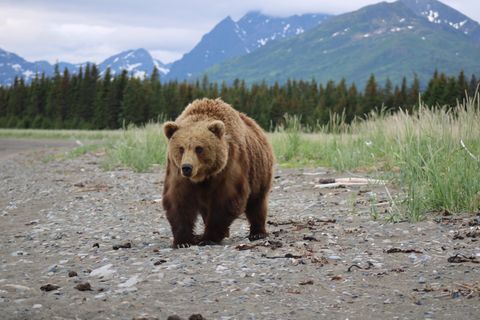 alaskan brown bear in natural habitat’s bear camp