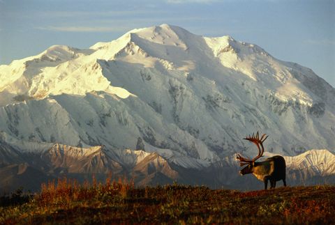 usa, alaska, denali national park, caribou in front of mtmckinley