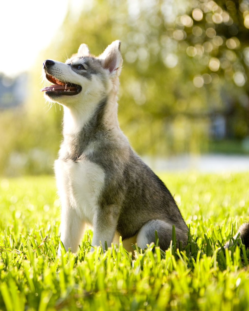 https://hips.hearstapps.com/hmg-prod/images/alaskan-klee-kai-puppy-sitting-on-grass-looking-up-royalty-free-image-1678473164.jpg?crop=0.535xw:1.00xh;0.325xw,0&resize=980:*