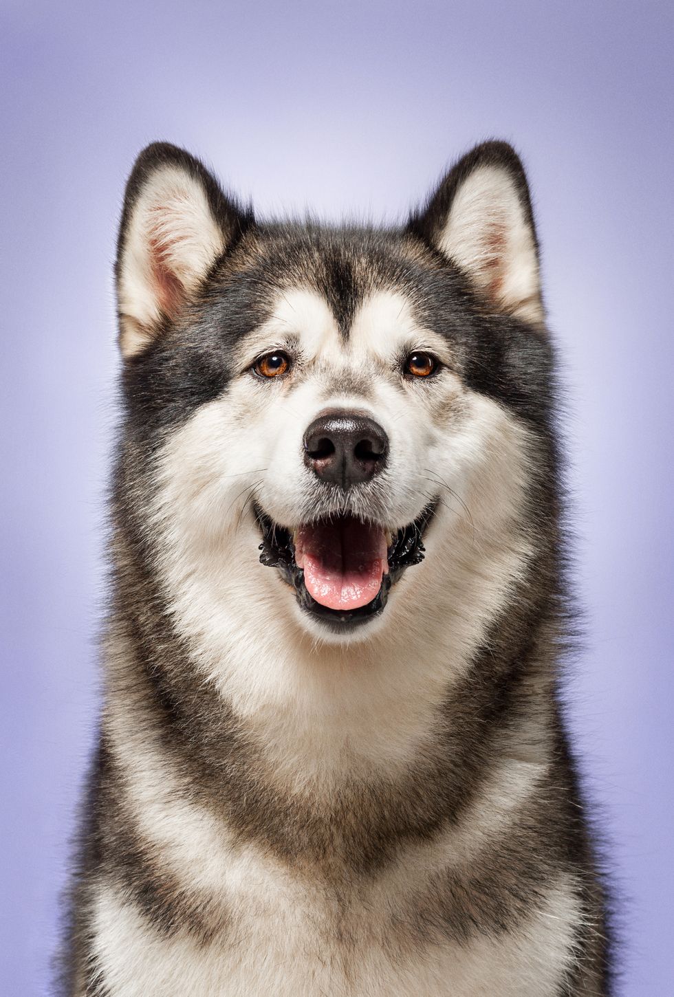 close up of alaskan malamute with a white face framed by black and brown hair sitting in front of lilac background panting