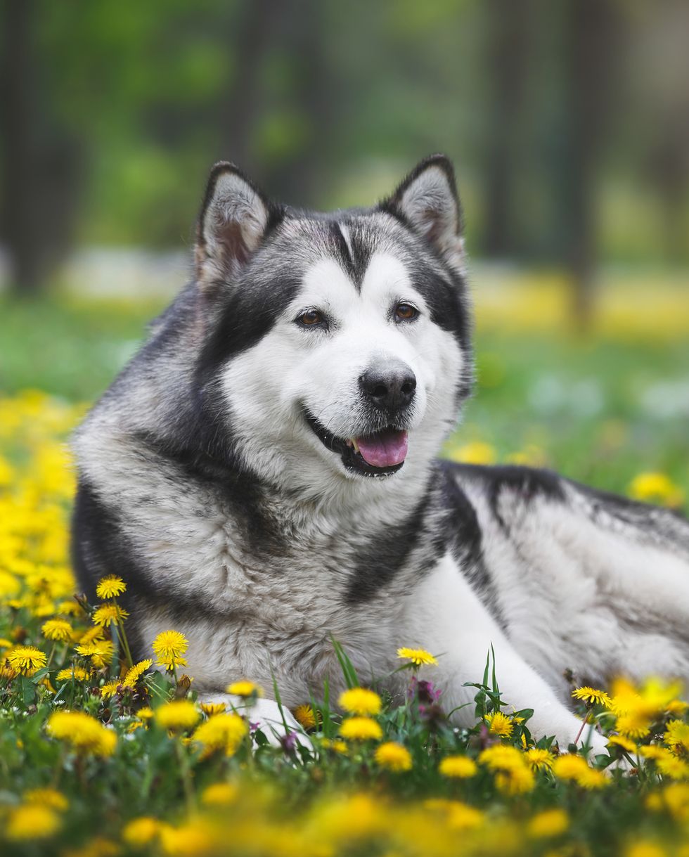 best large breed dogs alaskan malamute