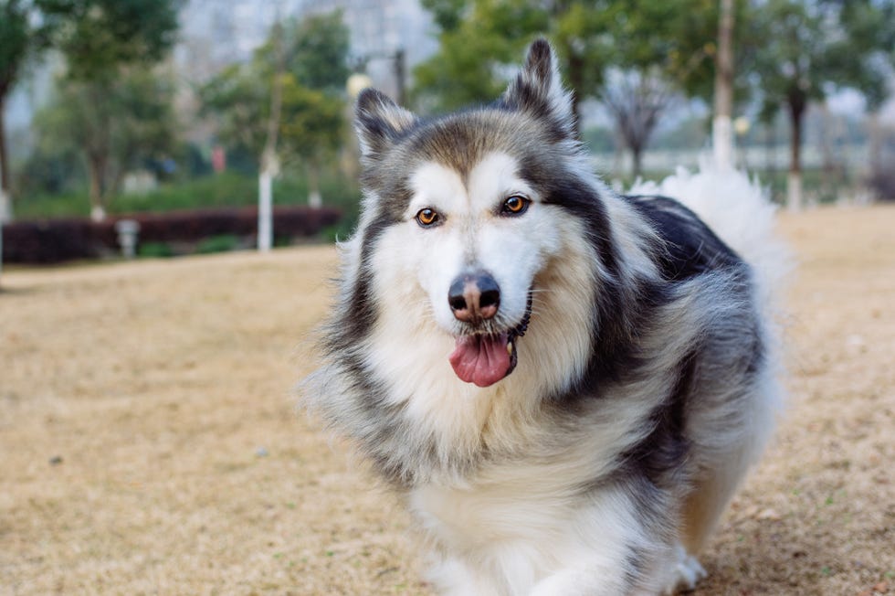 alaskan malamute's family