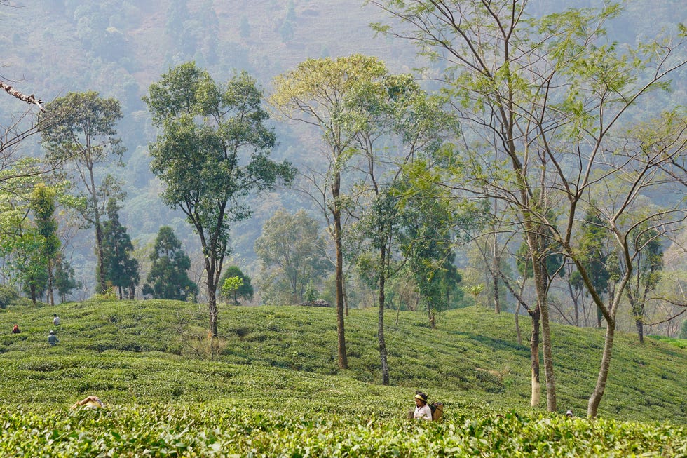 alaya tea darjeeling india tea estate