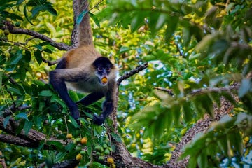 alcoholgebruik dieren dronken natuur