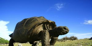 Seychellenreuzenschildpad, die leeft op het eiland Aldabra op de Seychellen
