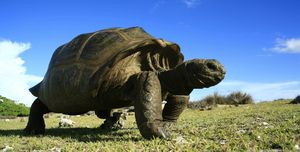 Seychellenreuzenschildpad, die leeft op het eiland Aldabra op de Seychellen