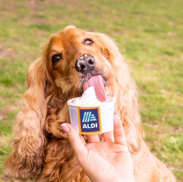 aldi dog ice cream