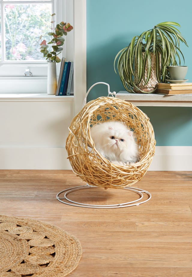 aldi is selling a hanging egg chair for pets — aldi offers