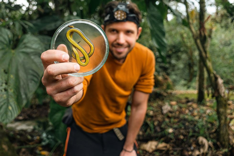 Bioloog Alejandro Arteaga laat in een petrischaaltje de felgele buik zien van een pas ontdekte slangensoortAtractus zgap