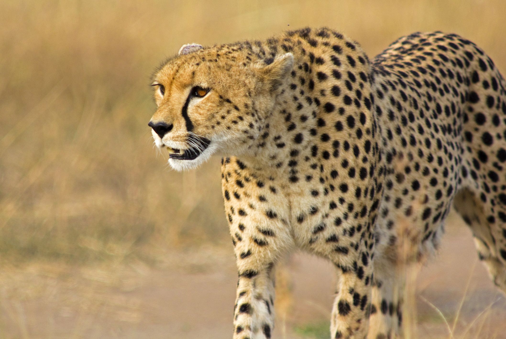 Amazing Cheetah Facts | How Fast is a Cheetah?
