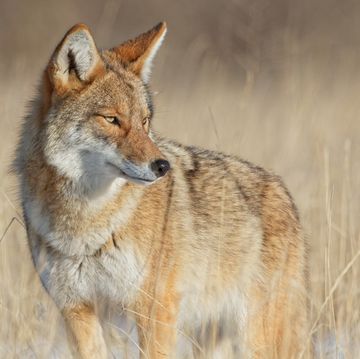 Alert Coyote Survey Surroundings In Beautiful Light