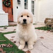 alex drummond instagram puppy