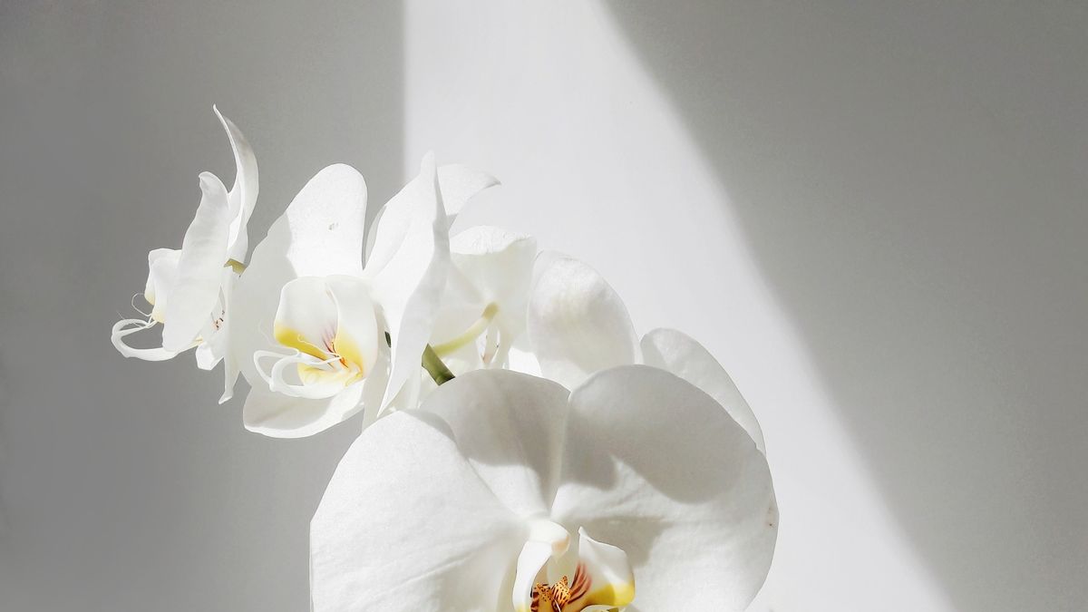 Come prendersi cura delle orchidee in inverno
