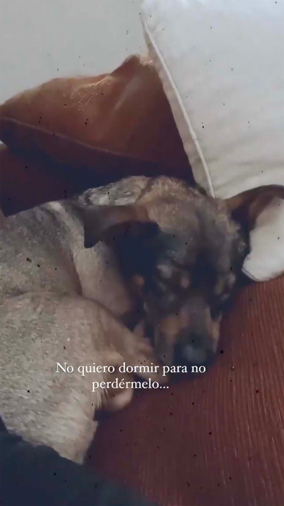 alexia rivas perro