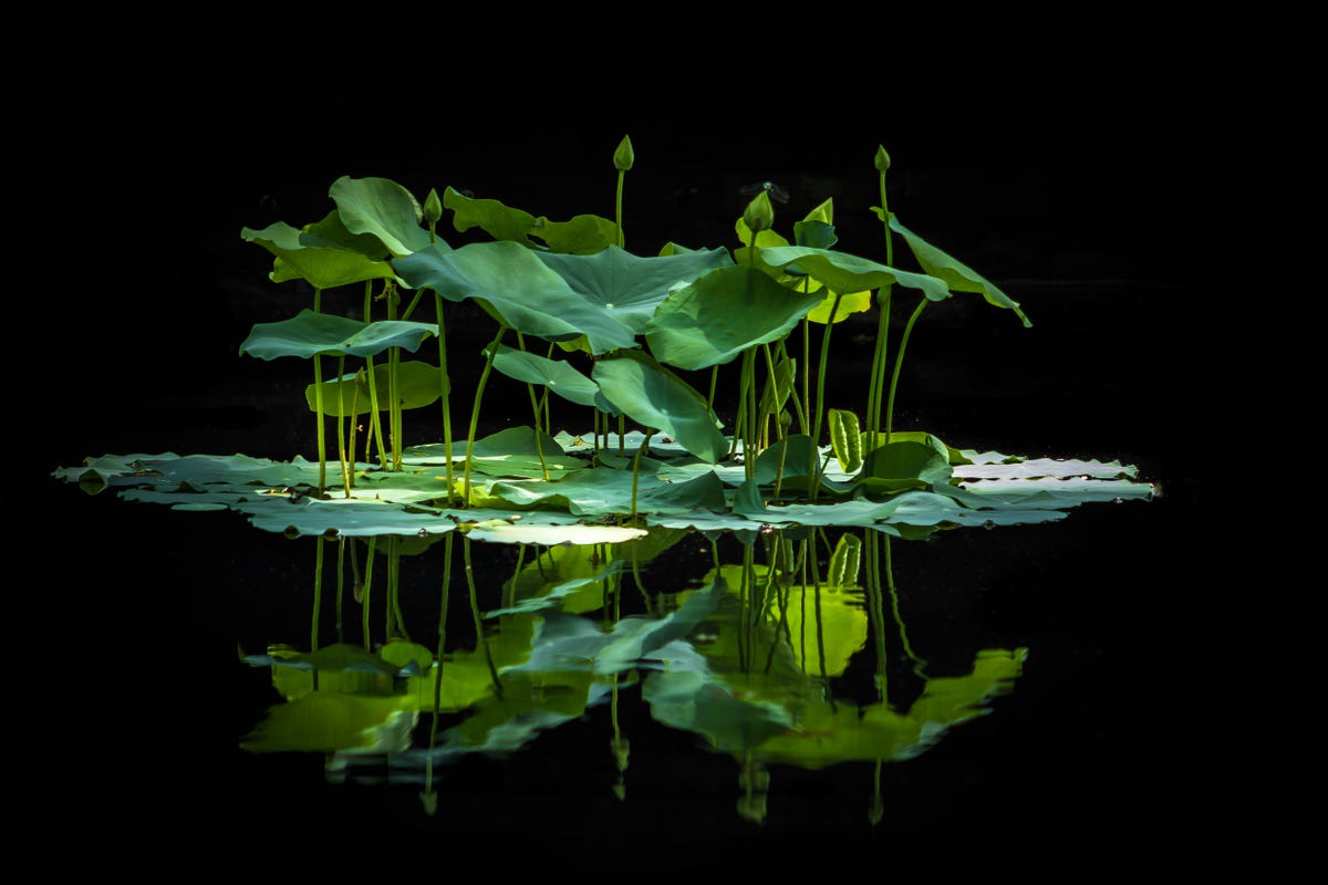 Piante da coltivare in acqua, da tenere in vasi senza terra