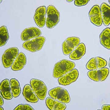 algae, cosmarium turpinii, micrograph