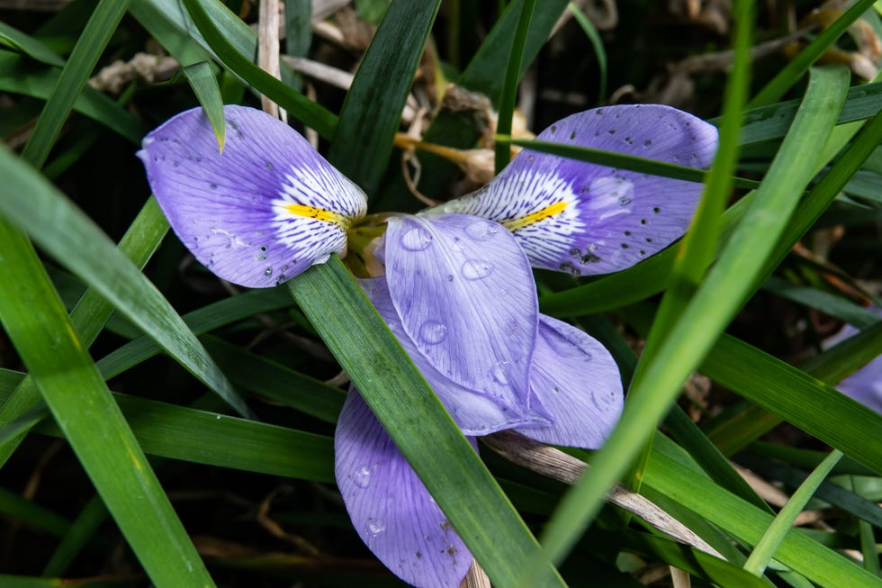 winter flowers algerian iris