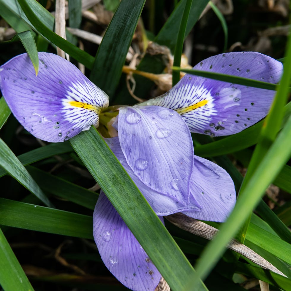 winter flowers algerian iris winter flowers algerian iris