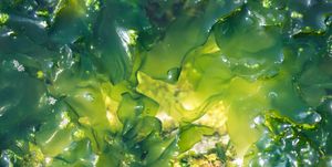 algae photosynthetic organism near the coast of niteroi, rio de janeiro brazil