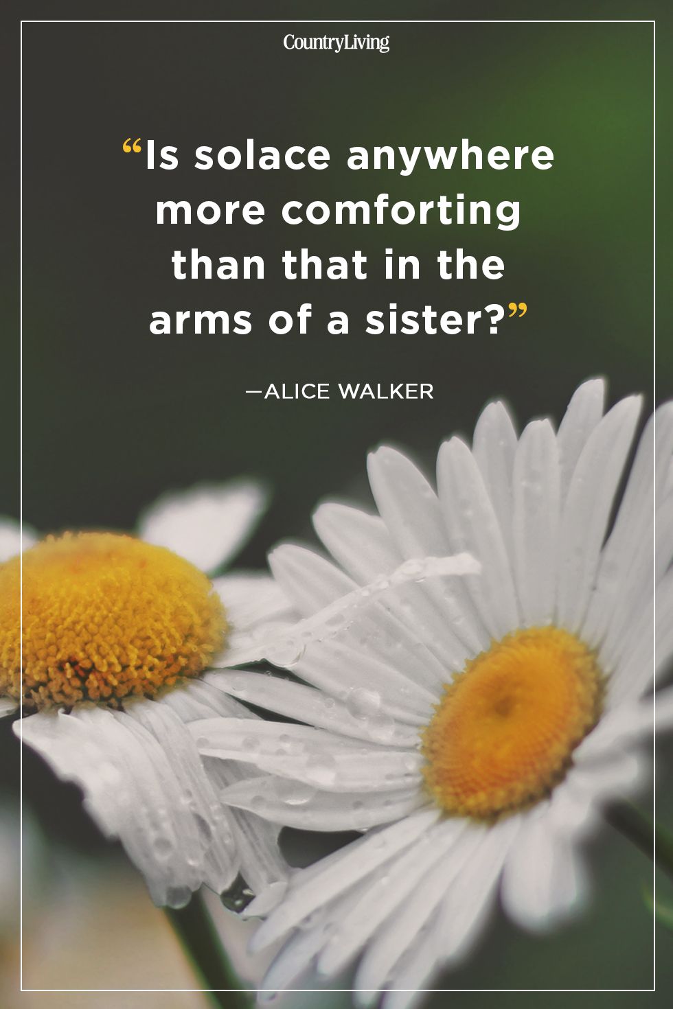alice walker sister quote